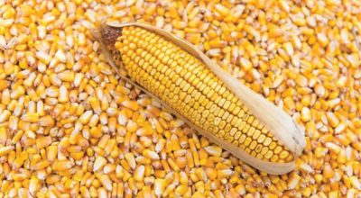 How-maize-crisis