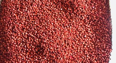 Sorghum (Red)