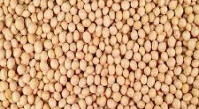 soya beans